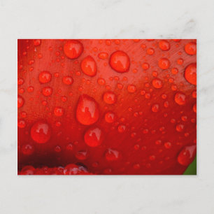 Cartão Postal Primeiro plano de gotas de chuva na pétala de tuli