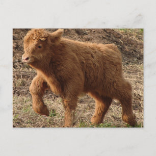 Cartão Postal primeiros passos