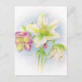 Cartão Postal Primeiros sinais de heléboros de aguarela da prima