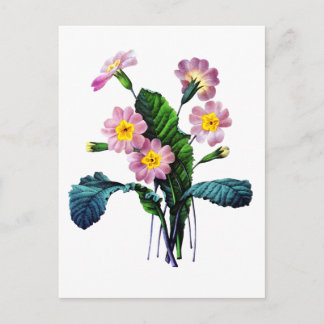 Cartão Postal Primevere ou Primroses de Pierre Joseph Redoute