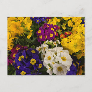 Cartão Postal Primrose