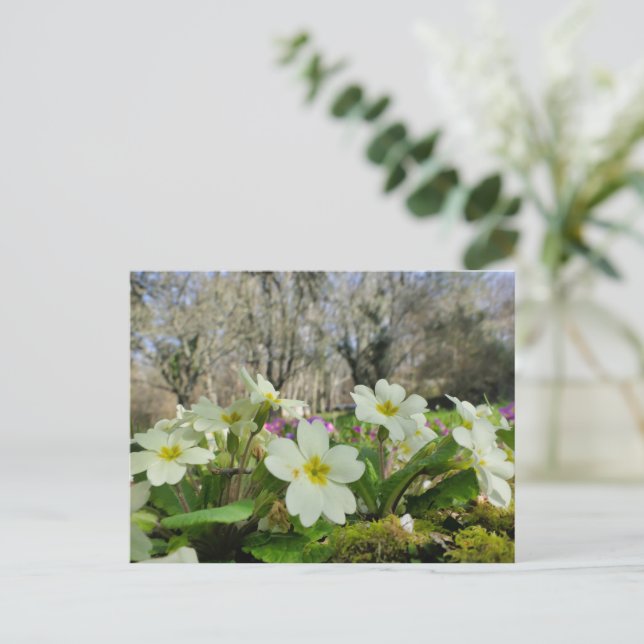 Cartão Postal Primrose (Primula vulgaris) (Em pé/Frente)