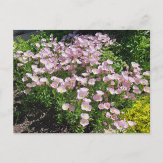 Cartão Postal Primrose Rosa Noite