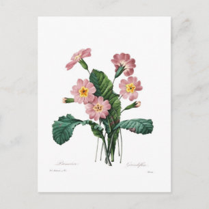 Cartão Postal Primula