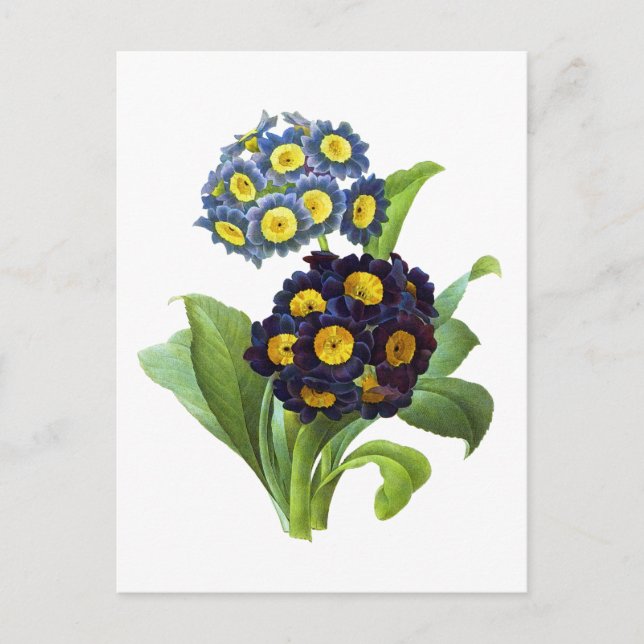 Cartão Postal Primula Auricula - Cowslip - Pierre Joseph Redoute (Frente)