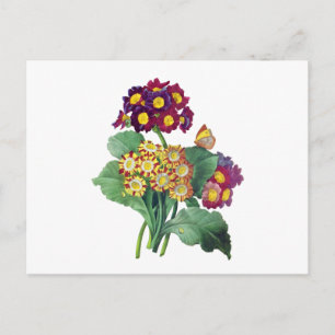 Cartão Postal Primula Auricula - Cowslip - Pierre Joseph Redoute