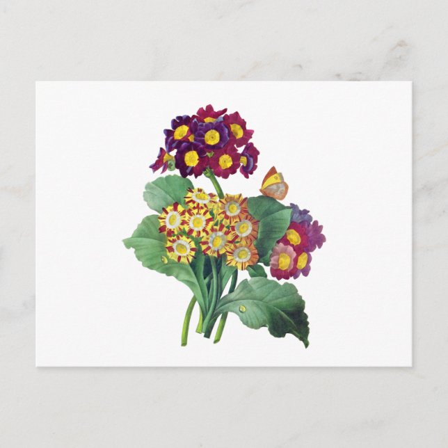 Cartão Postal Primula Auricula - Cowslip - Pierre Joseph Redoute (Frente)