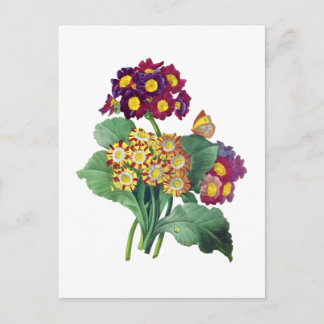 Cartão Postal Primula Auricula - Cowslip - Pierre Joseph Redoute