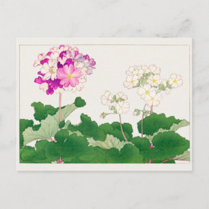 Cartão Postal Primula de Tanigami Konan