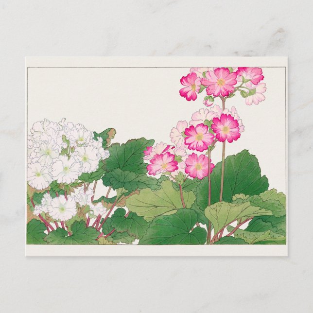 Cartão Postal Primula de Tanigami Konan (Frente)