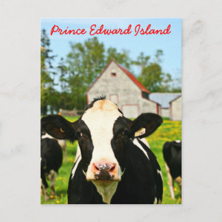 Cartão Postal Prince Edward Island Dairy Cow