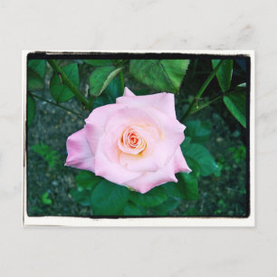 Cartão Postal Princesa Rosa