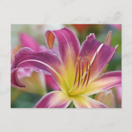 Cartão Postal Príncipe de Roxo - Daylily