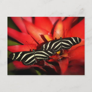 Cartão Postal Problemas duplos