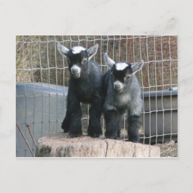 Cartão Postal Problemas duplos (Frente)