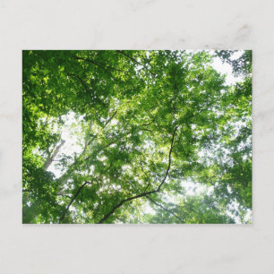 Cartão Postal Procurando Árvores de Verão