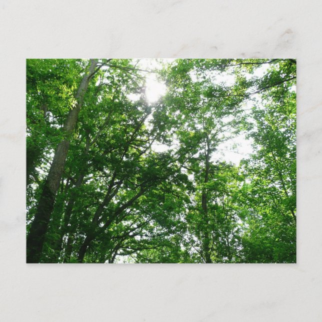 Cartão Postal Procurando Árvores de Verão (Frente)
