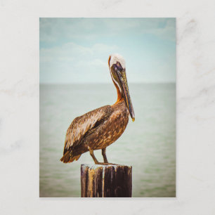 Cartão Postal Produtos pelicanos