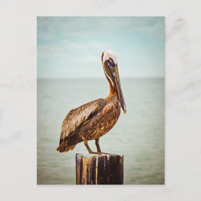 Cartão Postal Produtos pelicanos (Frente)