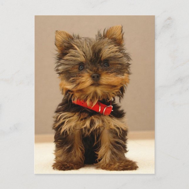 Cartão Postal Produtos Yorkie (Frente)