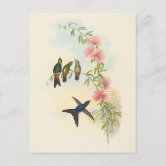 Cartão Postal Projeto de Lei de Pequeno Porte | John Gould