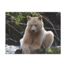 Projeto Urso Espírito