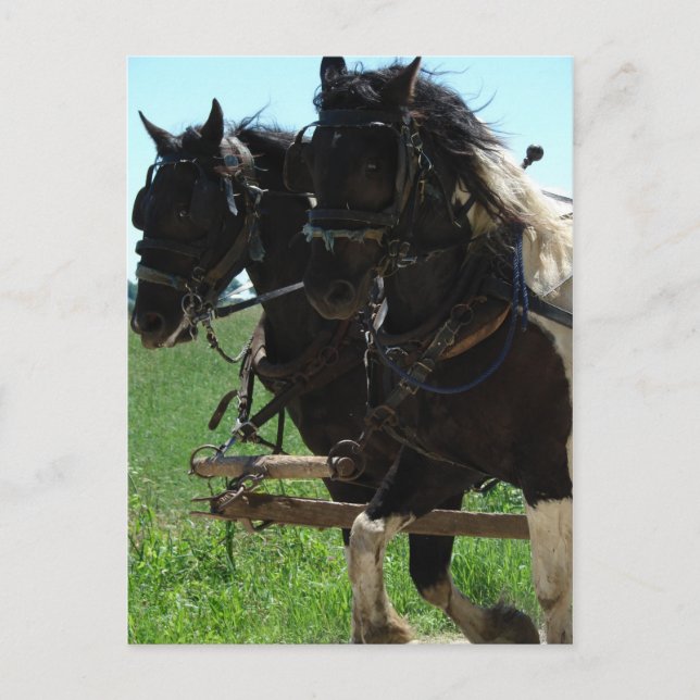 Cartão Postal Projetos de Pinto no Trabalho (Frente)