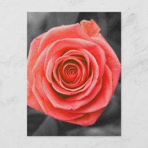 Cartão Postal Promise Rose
