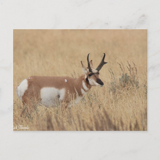 Cartão Postal Pronghorn (Frente)