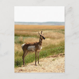 Cartão Postal Pronghorn Antelope