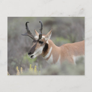 Cartão Postal Pronghorn Antelope Buck Grand Tetons