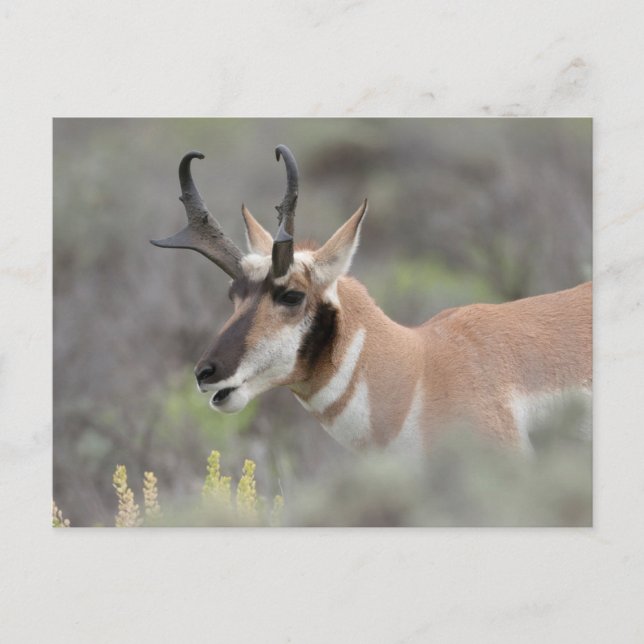 Cartão Postal Pronghorn Antelope Buck | Grand Tetons (Frente)