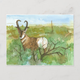 Cartão Postal Pronghorn Antelope Desert Landscape Watercolor