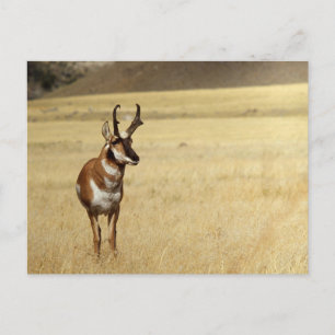 Cartão postal Pronghorn Antelope Wildlife Series n