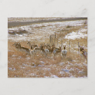 Cartão Postal Pronghorn Mob