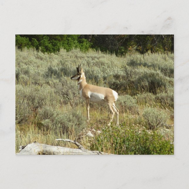 Cartão Postal Pronghorn no Grand Teton National Park (Frente)