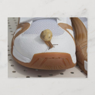 Cartão Postal Pronto Para Corrida De Caracol
