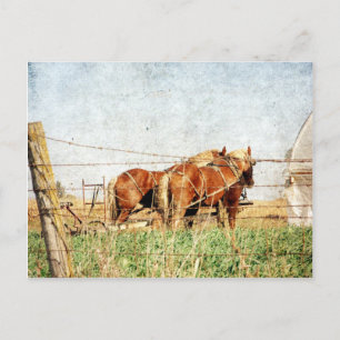 Cartão Postal Pronto Para O Trabalho, Dois Cavalos De Rascunho
