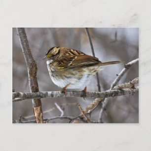 Cartão Postal Pronto para Takeoff-post-cardcopy