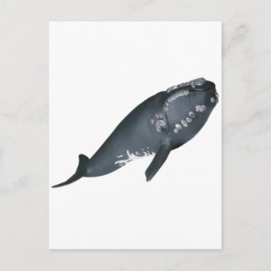 CARTÃO POSTAL PRONTO PARA VIOLAR