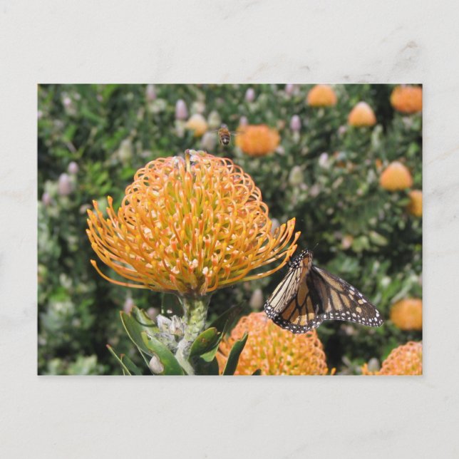 Cartão Postal Protea Abelha e Borboleta (Frente)