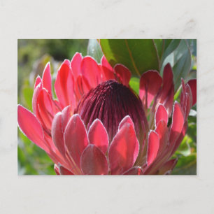 Cartão Postal Protea Flor África do Sul