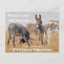 Cartão Postal Proteja nossos Burros Selvagens