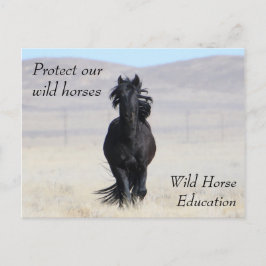 Cartão Postal Proteja nossos cavalos selvagens