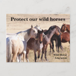 Cartão Postal Proteja nossos cavalos selvagens