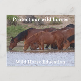 Cartão Postal Proteja nossos cavalos selvagens