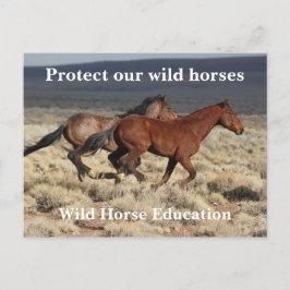 Cartão Postal Proteja nossos cavalos selvagens