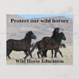 Cartão Postal Proteja nossos cavalos selvagens
