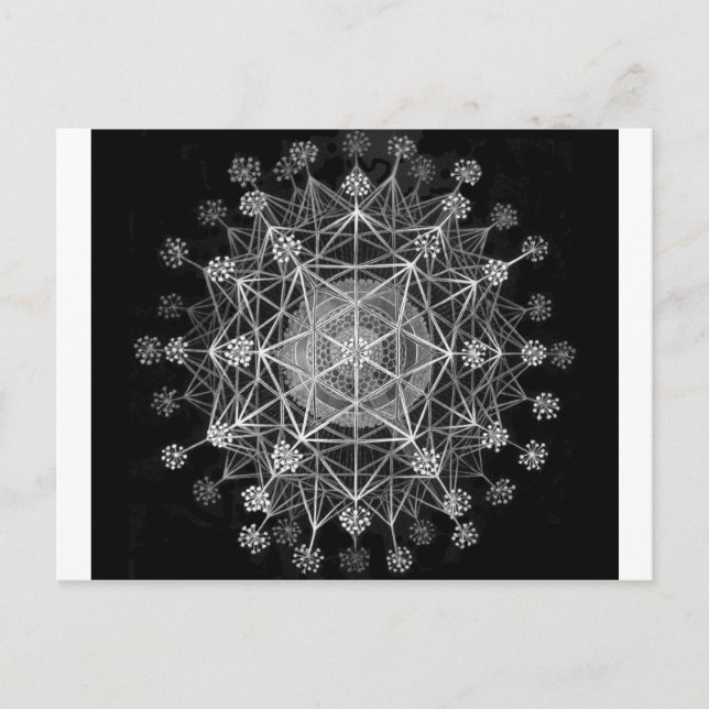 Cartão Postal Protozoários Amoboides (Frente)