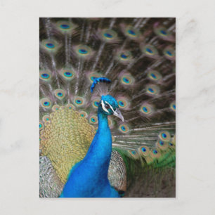 Cartão Postal Proud Peacock